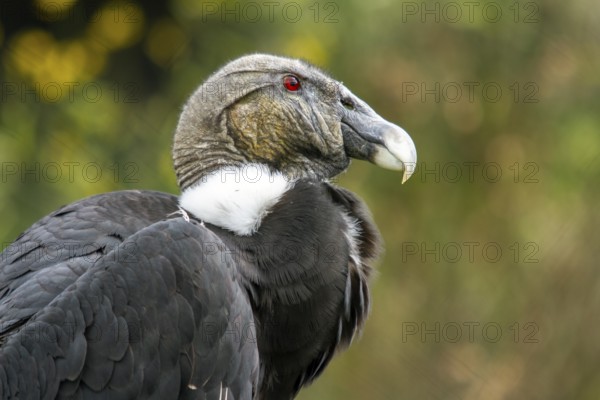 Andean condor (Vultur gryphus), Condor female perched on a rock, Close-up, Cotopaxi national park, Cotopaxi, Napo and Pichincha provinces, Ecuador, South America