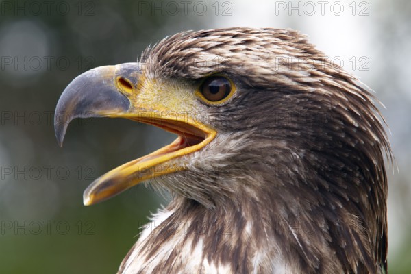 Black chested buzzard, Geranoaetus melanoleucus, Immature female perched on a tree, Open beak, Close-up, Imbabura province, Ecuador, South America