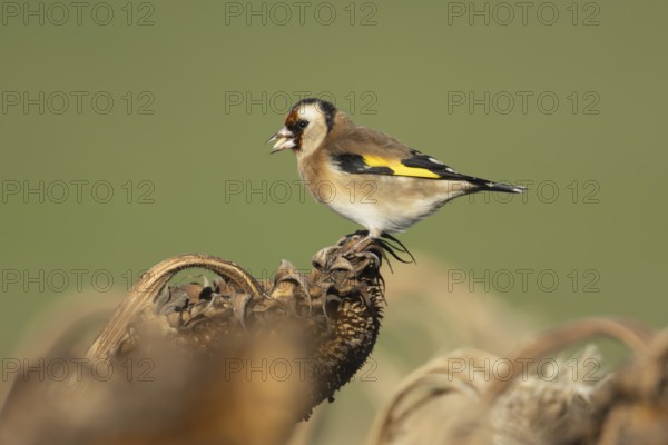 European goldfinch (Carduelis carduelis) adult bird feeding on a sunflower seed head, England, United Kingdom