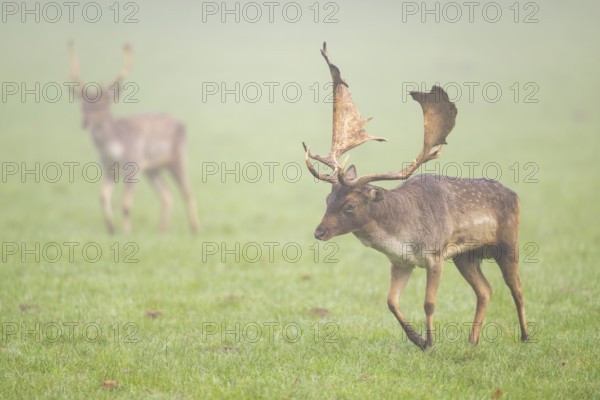 European fallow deer (dama dama) buck on a meadow on a foggy day in autumn, Bavaria, Germany