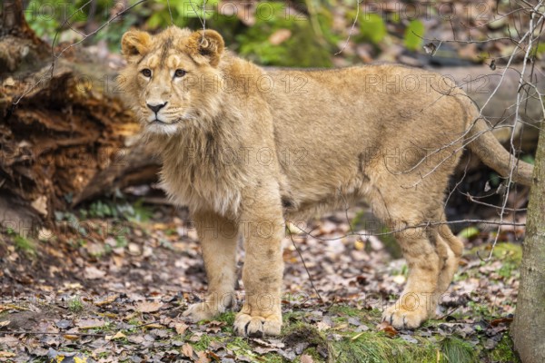 Asiatic lion (Panthera leo persica) youngster in a forest, captive, Bavaria, Germany
