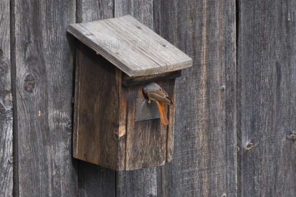 A male common redstart (Phoenicurus phoenicurus) sitting in the entrance of a birdhouse, animal photo, bird, bird species, nature photo, wildlife, fauna, Morter, Latsch, Italy