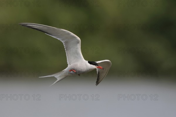Elegant... Tern (Sterna hirundo) in fast flight over an inland water surrounded by forest, wildlife, native nature, Schleswig-Holstein, Germany, Western Europe
