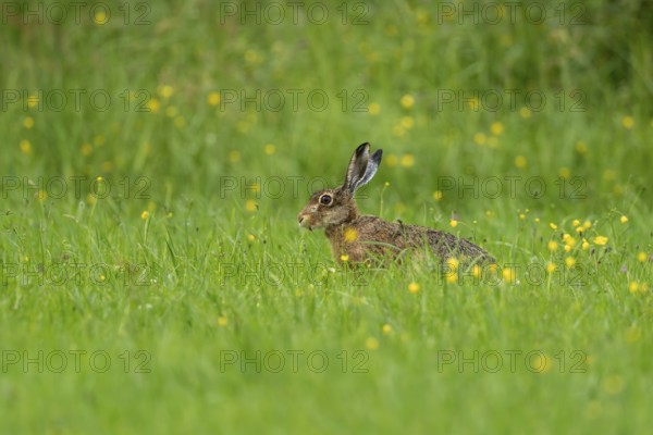 European hare (Lepus europaeus), Vulkaneifel, Rhineland-Palatinate, Germany