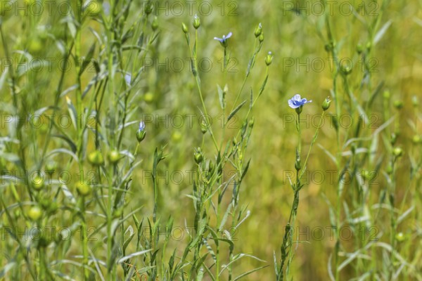 Common flax, linseed (Linum usitatissimum, Linum crepitans), cultivated as a food and fiber crop, flowering in field in late spring, early summer