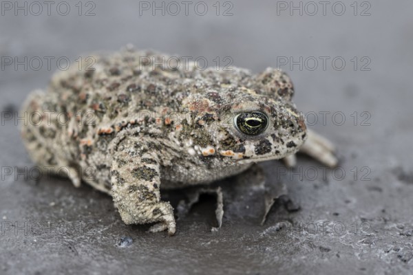 Natterjack toad (Epidalea calamita), Emsland, Lower Saxony, Germany