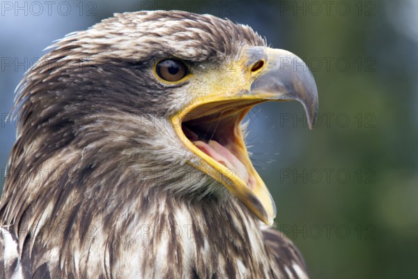 Black chested buzzard, Geranoaetus melanoleucus, Immature female perched on a tree, Open beak, Close-up, Imbabura province, Ecuador, South America