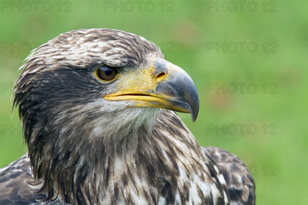 Black chested buzzard, Geranoaetus melanoleucus, Immature female perched on a tree, Close-up, Imbabura province, Ecuador, South America