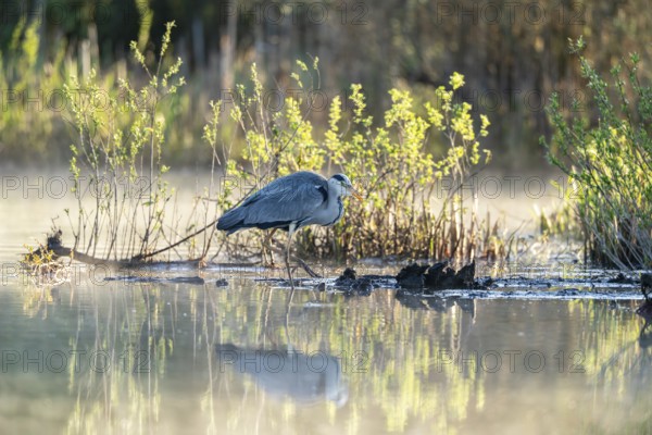 Grey heron (Ardea cinerea), Vulkaneifel, Rhineland-Palatinate, Germany