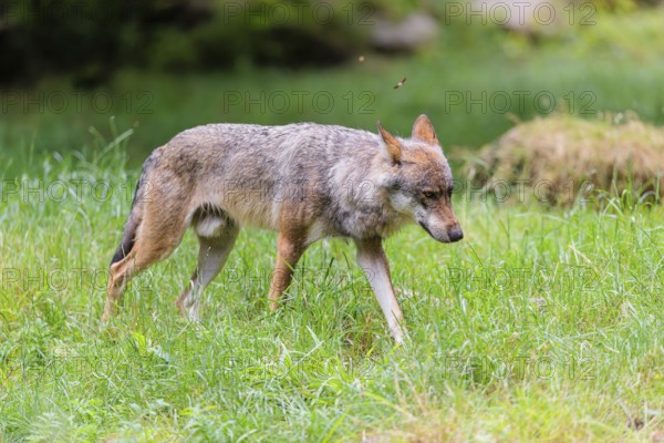 A gray wolf (Canis lupus lupus) crosses a a green meadow in a clearing on a cloudy day