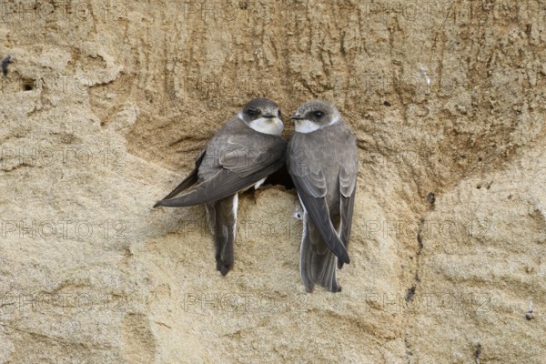 Couple... Sand martin (Riparia riparia), smallest native swallow, breeds in caves, tubes, which are preferably dug into sandy cliffs, e.g. on steep banks, but also in sand pits and gravel pits, native nature, Lower Rhine, North Rhine-Westphalia, Germany, Western Europe