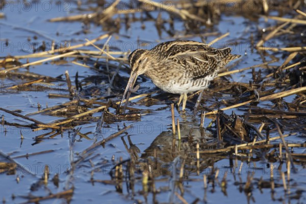 Common snipe (Gallinago gallinago) adult bird feeding on a worm on the edge of a reedbed, Norfolk, England, United Kingdom