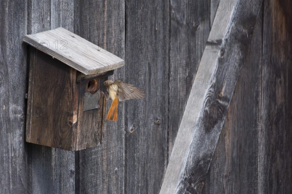 A redstart (Phoenicurus phoenicurus) female landing on a birdhouse, animal photo, bird, bird species, nature photo, wildlife, fauna, Morter, Latsch, Italy