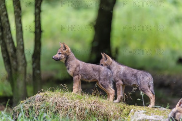 Two gray wolf pups (Canis lupus lupus) stand on a rock on a small hill at the edge of the forest and observe the other members of the pack