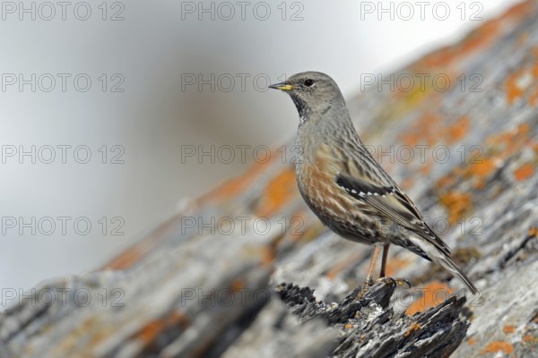 Alpine accentor (Prunella collaris) sits on a rock covered with red lichen in the high Alps, in the high mountains, not very shy typical bird in the Alps, mountain bird, lives in the mountains all year round, is quite conspicuous, about the size of a lark, widespread, Alps, Valais, Switzerland, Western Europe, wildlife