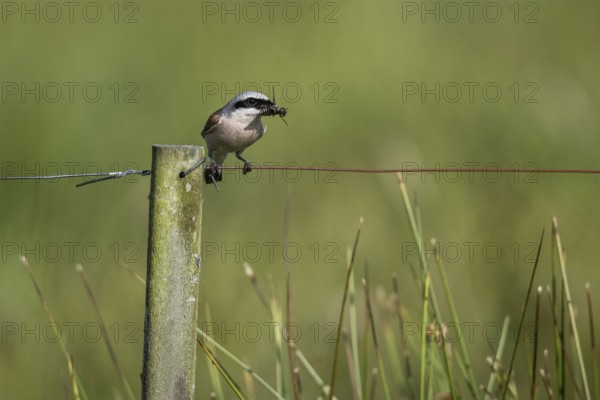 Red-backed shrike (Lanius collurio), Emsland, Lower Saxony, Germany