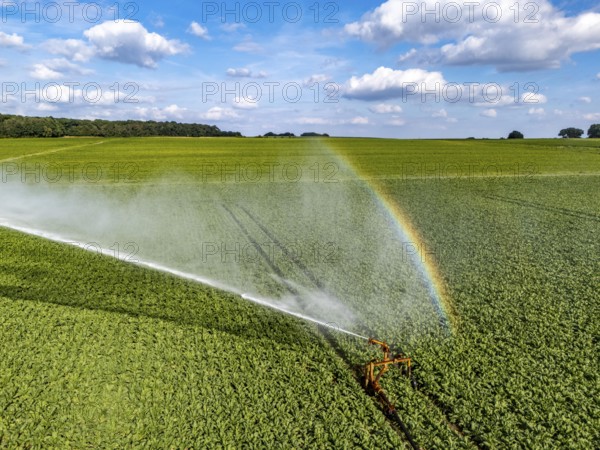 Artificial irrigation with a sprinkler system in a field where sugar beet is grown, near Rheurdt, on the Lower Rhine, Regenbogen, North Rhine-Westphalia, Germany