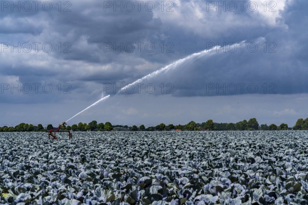 Agriculture, artificial irrigation of a field, irrigation system, cabbage cultivation, red cabbage, near Kempen on the Lower Rhine, North Rhine-Westphalia, Germany
