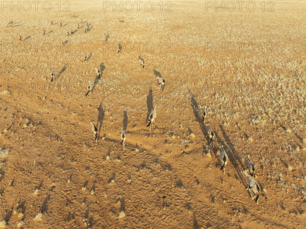 Gemsbok (Oryx gazella). Roaming an arid plain at the edge of the Namib Desert. Aerial view. Drone shot. Namibia