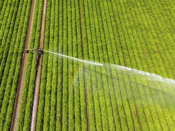 Artificial irrigation with a sprinkler system in a field where carrots are grown, near Kerken, on the Lower Rhine, North Rhine-Westphalia, Germany