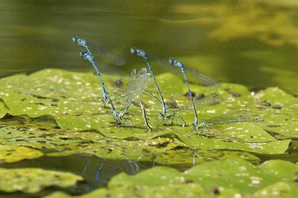 Common blue damselfly (Enallagma cyathigerum) four adult pairs of insects mating on a pond lily leaf in summer, England, United Kingdom