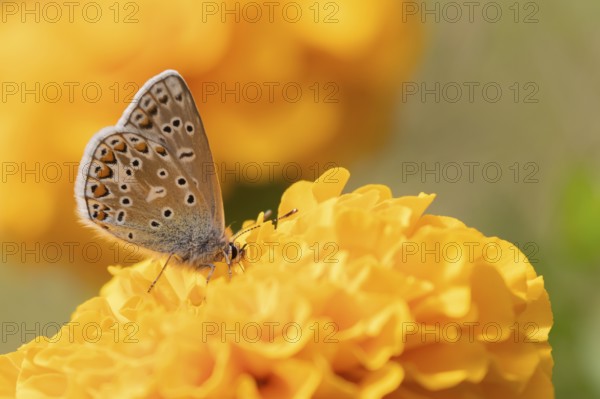 Common blue butterfly (Polyommatus icarus) adult insect feeding on a garden French marigold flower, England, United Kingdom