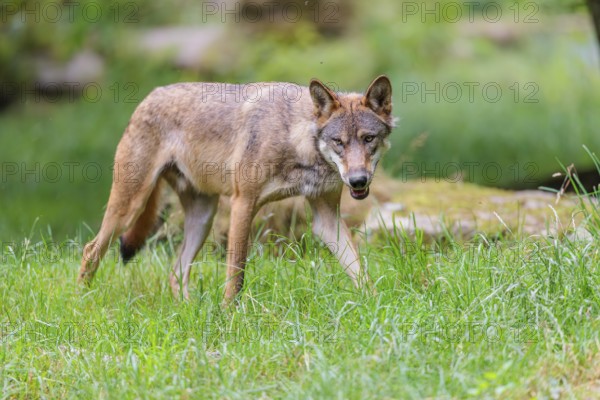 A gray wolf (Canis lupus lupus) crosses a a green meadow in a clearing on a cloudy day