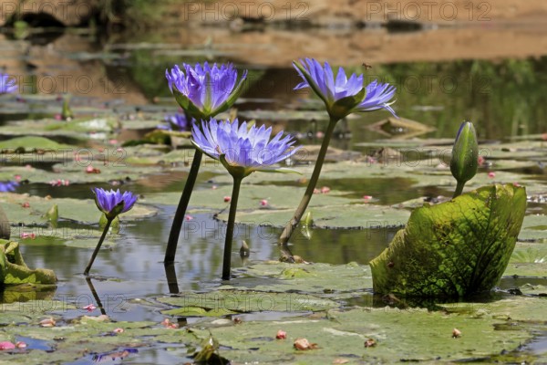 Cape water lily (Nymphea capensis), blooming, flower, blue, aquatic plant, Kruger, Kruger National Park, South Africa