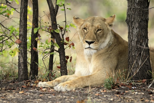 Lion (Panthera leo), female, portrait, alert, sitting, Kruger, Kruger National Park, South Africa