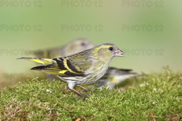 Siskin (Carduelis spinus), female sitting on moss, mossy ground, Wilnsdorf, North Rhine-Westphalia, Germany