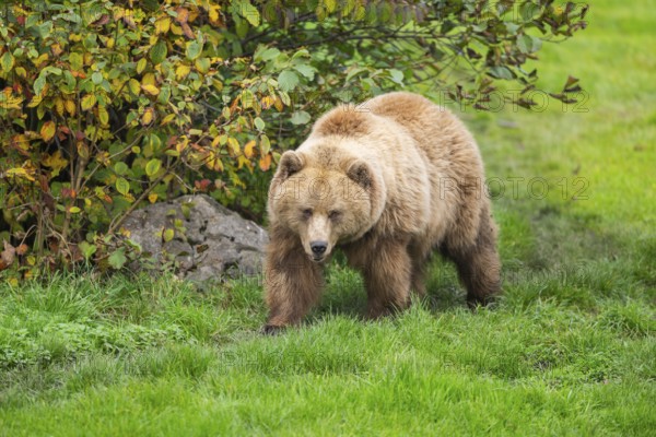 Eurasian Brown Bear (Ursus arctos arctos) walking on a meadow, Bavaria, Germany