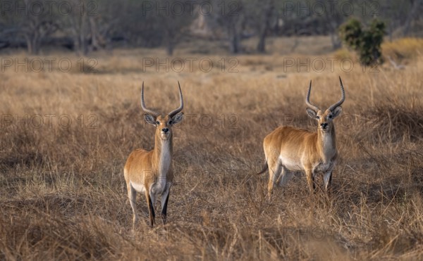 Letschwe or lychee moor antelope (Kobus leche), two animals in dry grass in the evening light, Okavango Delta, Moremi Game Reserve, Botswana