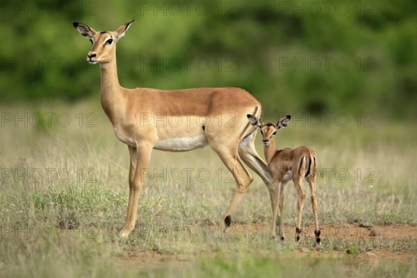 Black heeler antelope (Aepyceros melampus), impala, adult, female, young animal, mother with young animal, Kruger, Kruger National Park, South Africa