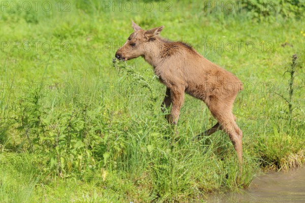 A female moose suckles her calf (Alces alces) on the bank of a shallow stream on a sunny day