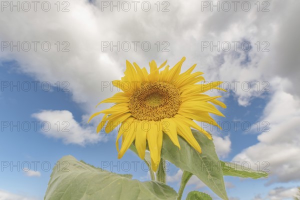 Een grote zonnebloem staat trots in een veld, met felgele bloemblaadjes die stralen in de zon. De lucht is helder en blauw, met enkele witte wolken.Bas Rhin, Alsace, France