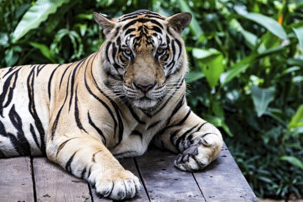 Tiger (Panthera tigris) Pattaya Thailand