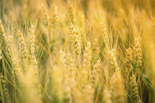 Wheat ears in full ripeness, flooded with warm light, Gechingen, Landkeis Calw, Germany