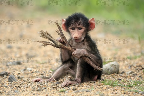 Bear baboon, chacma baboon (Papio ursinus), young, baby, sitting on ground, fragile, foraging, playing, Kruger, Kruger National Park, South Africa