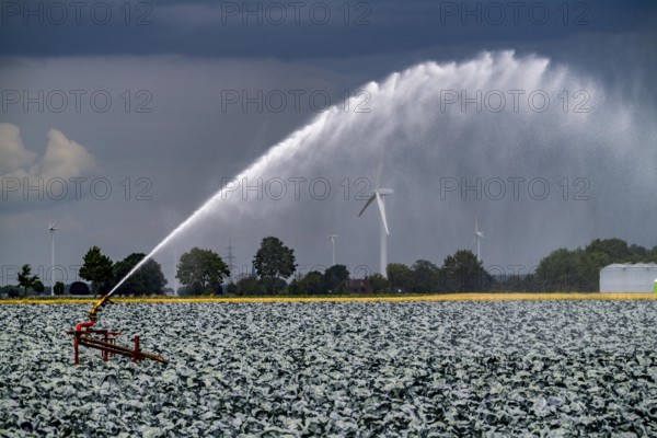 Agriculture, artificial irrigation of a field, irrigation system, cabbage cultivation, red cabbage, near Kempen on the Lower Rhine, North Rhine-Westphalia, Germany