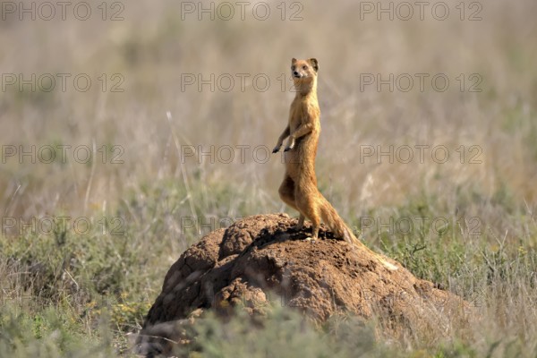 Fox mongoose (Cynictis penicillata), adult, standing upright, alert, on termite mound, Mountain Zebra National Park, Eastern Cape, South Africa