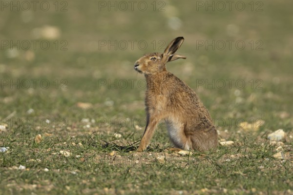 European brown hare (Lepus europaeus) adult animal in a farmland field in springtime, England, United Kingdom