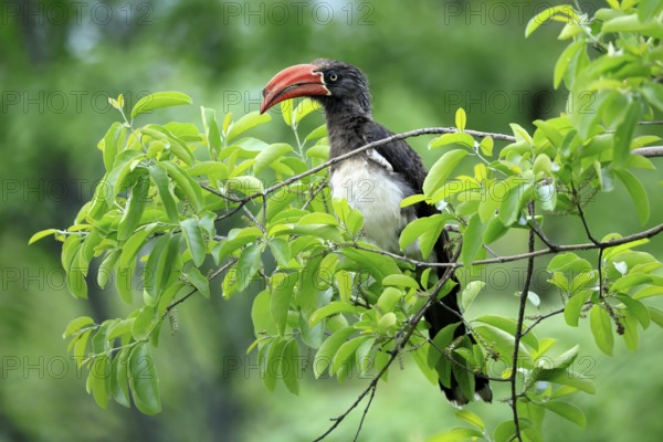 South African crowned hornbill (Lophoceros alboterminatus suahelicus), adult, on tree, alert, Kruger, Kruger National Park, South Africa