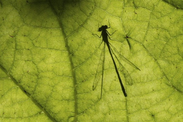 Common blue damselfly (Enallagma cyathigerum) silhouette of an adult insect resting on a plant leaf in summer, England, United Kingdom
