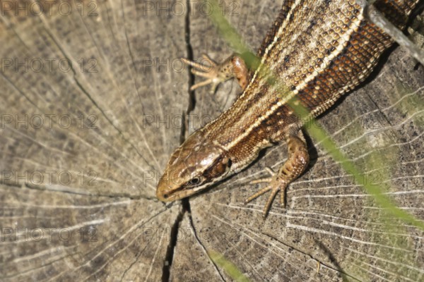 Common lizard (Zootoca vivipara) adult reptile resting on a tree stump, England, United Kingdom