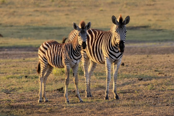 Burchell's zebra (Equus quagga burchelli), Burchell's zebra, adult, half-grown juvenile, two animals, Kruger, Kruger National Park, South Africa
