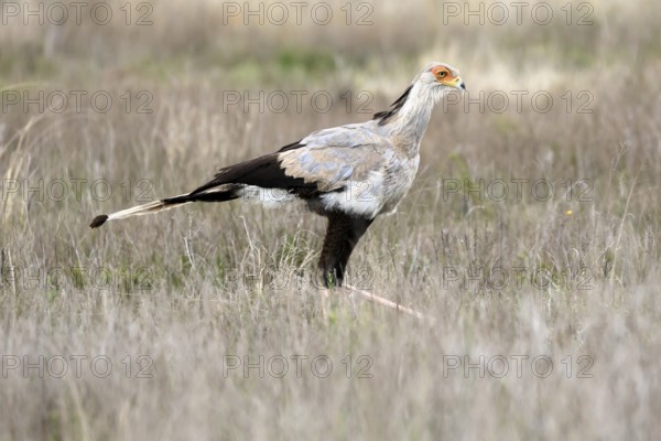 Secretary (Sagittarius serpentarius), adult, running, foraging, alert, Mountain Zebra National Park, Eastern Cape, South Africa