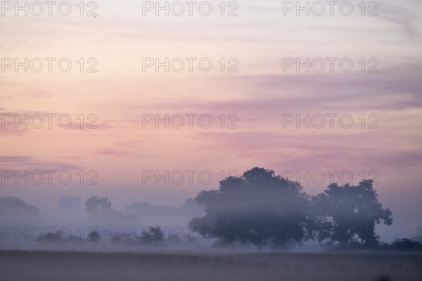 Landscape with deciduous trees at dawn and ground fog, Lower Rhine, North Rhine-Westphalia, Germany