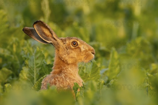 European brown hare (Lepus europaeus) adult animal in a farmland sugar beet field, England, United Kingdom