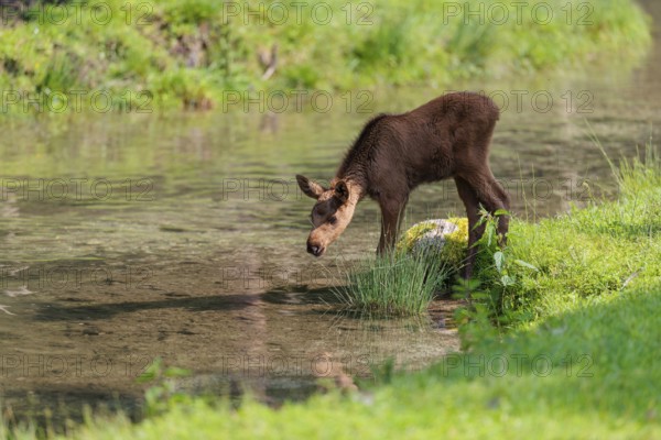 A Moose calf (Alces alces) stands in a shallow stream drinking