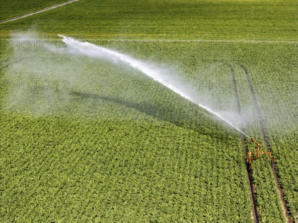 Artificial irrigation with a sprinkler system in a field where sugar beet is grown, near Rheurdt, on the Lower Rhine, North Rhine-Westphalia, Germany
